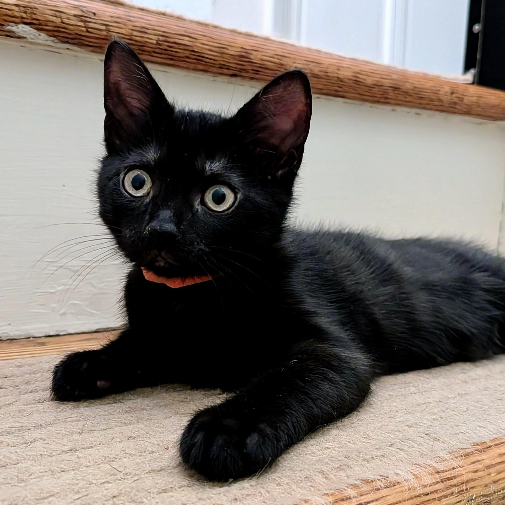Fish Stick, a ADOPTABLE Domestic Short Hair in Alexandria, VA image 1/6