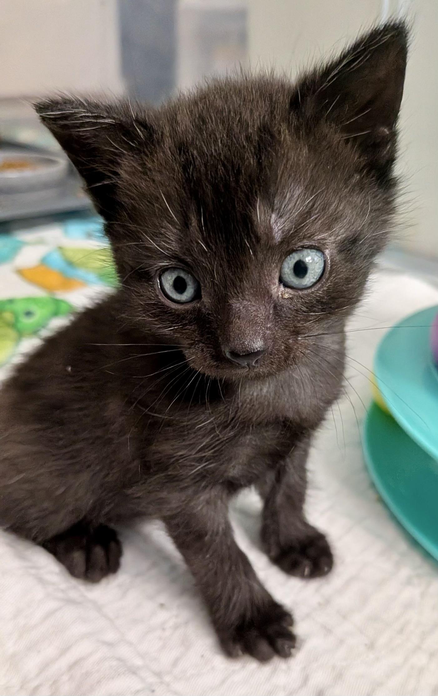 Fish Stick, a ADOPTABLE Domestic Short Hair in Alexandria, VA image 5/6