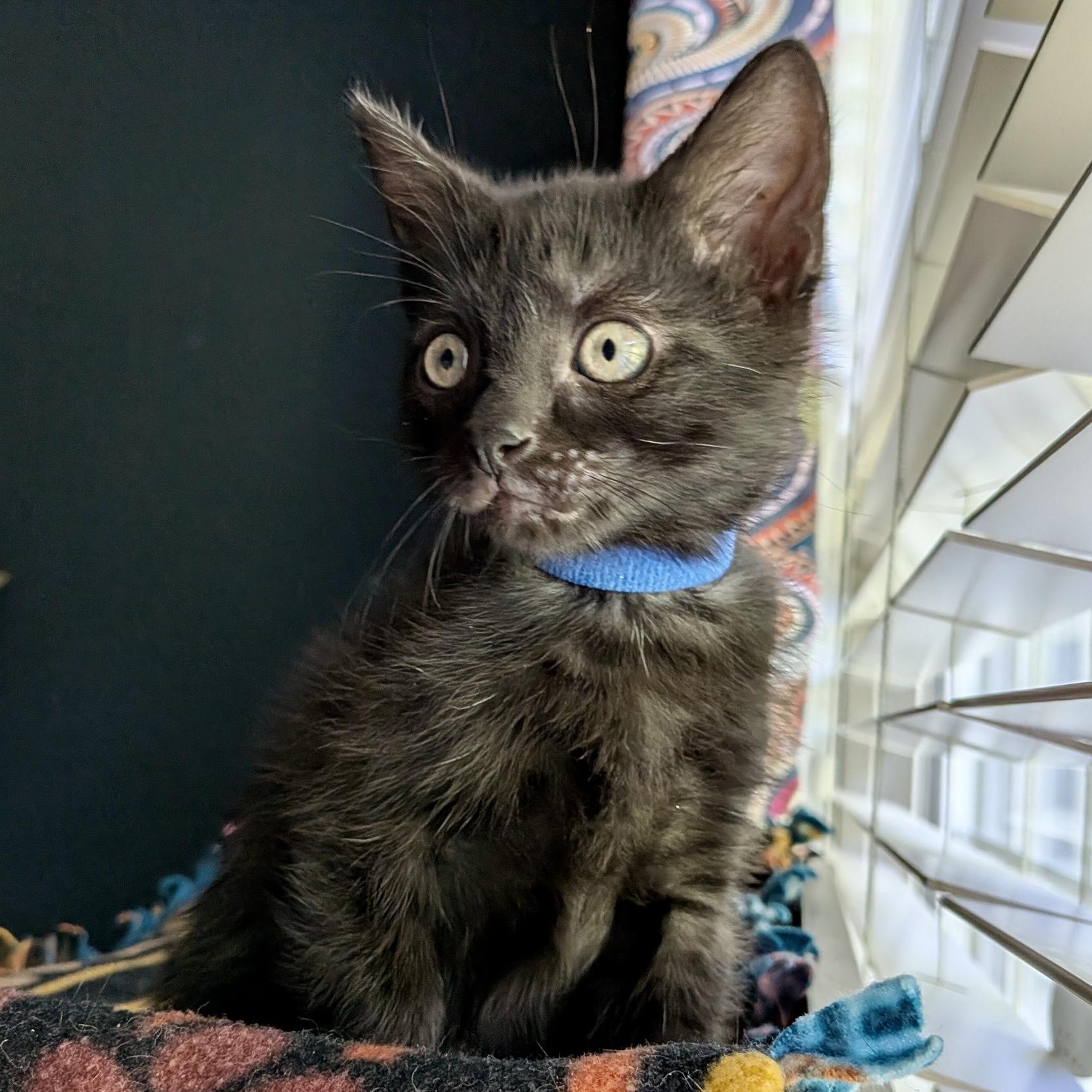 Fish Stick, a ADOPTABLE Domestic Short Hair in Alexandria, VA image 3/6