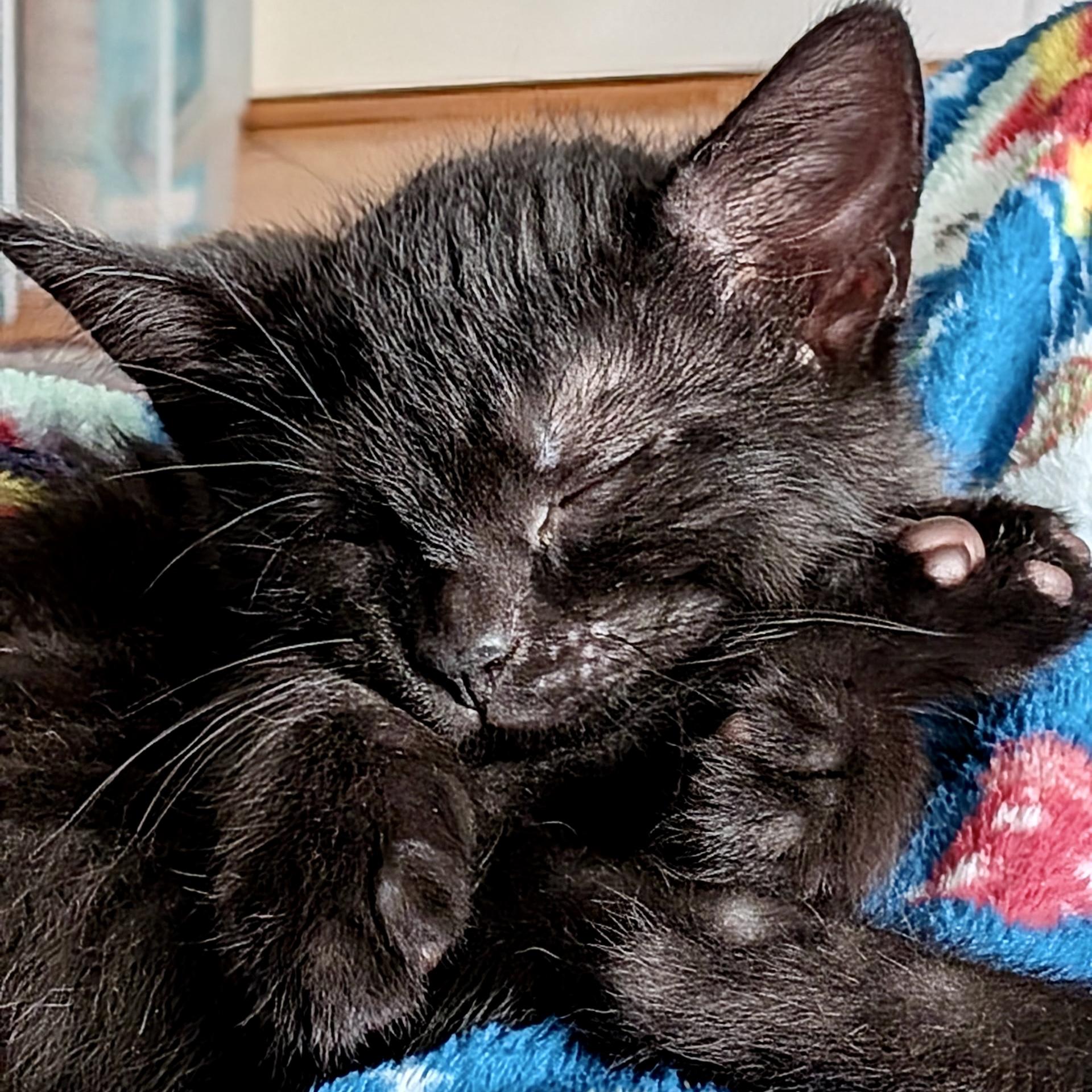 Fish Stick, a ADOPTABLE Domestic Short Hair in Alexandria, VA image 6/6