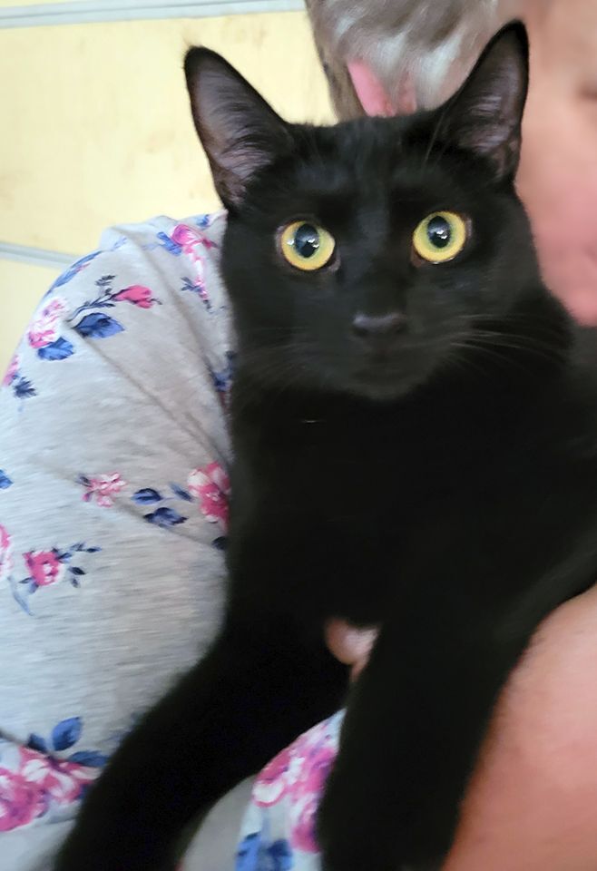 Jackie, a Adoptable Domestic Short Hair in Smithfield, VA image 1/4