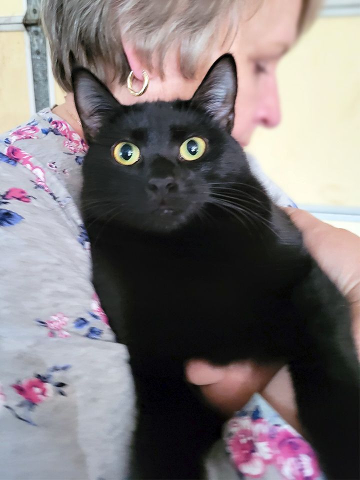 Jackie, a Adoptable Domestic Short Hair in Smithfield, VA image 2/4