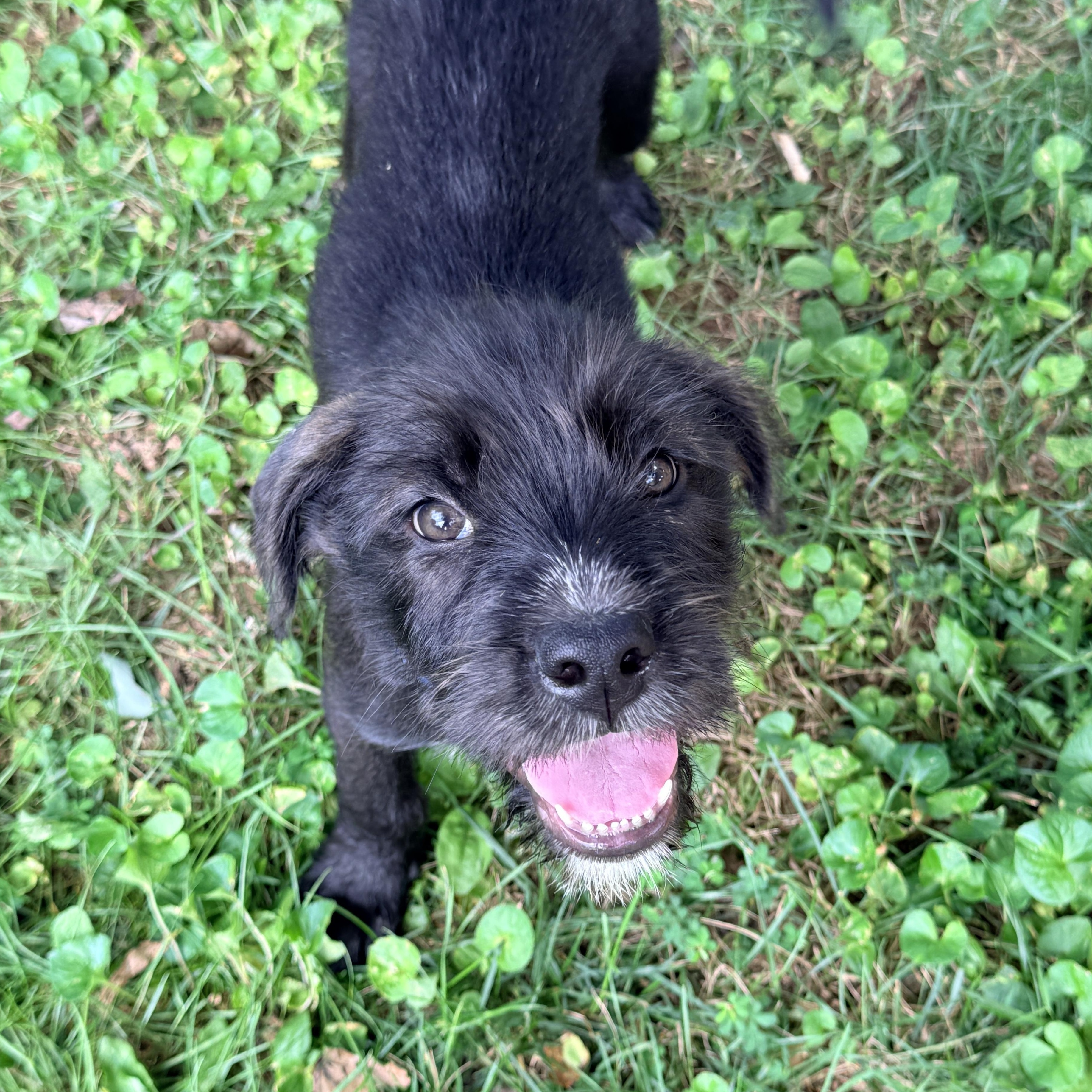 Tutuola, a ADOPTABLE mixed breed in Columbia, MD image 3/3
