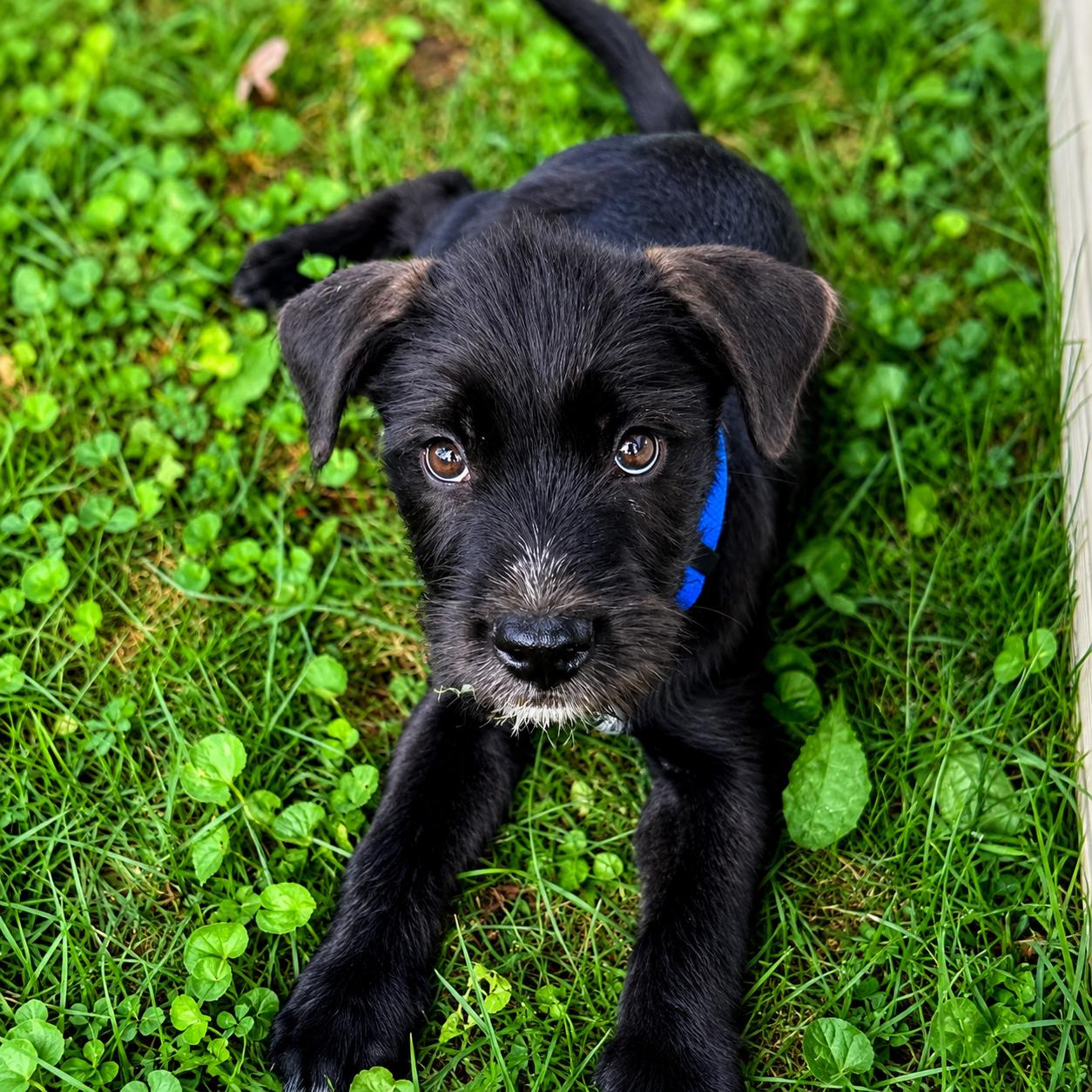 Tutuola, ADOPTABLE, Puppy Male Terrier.