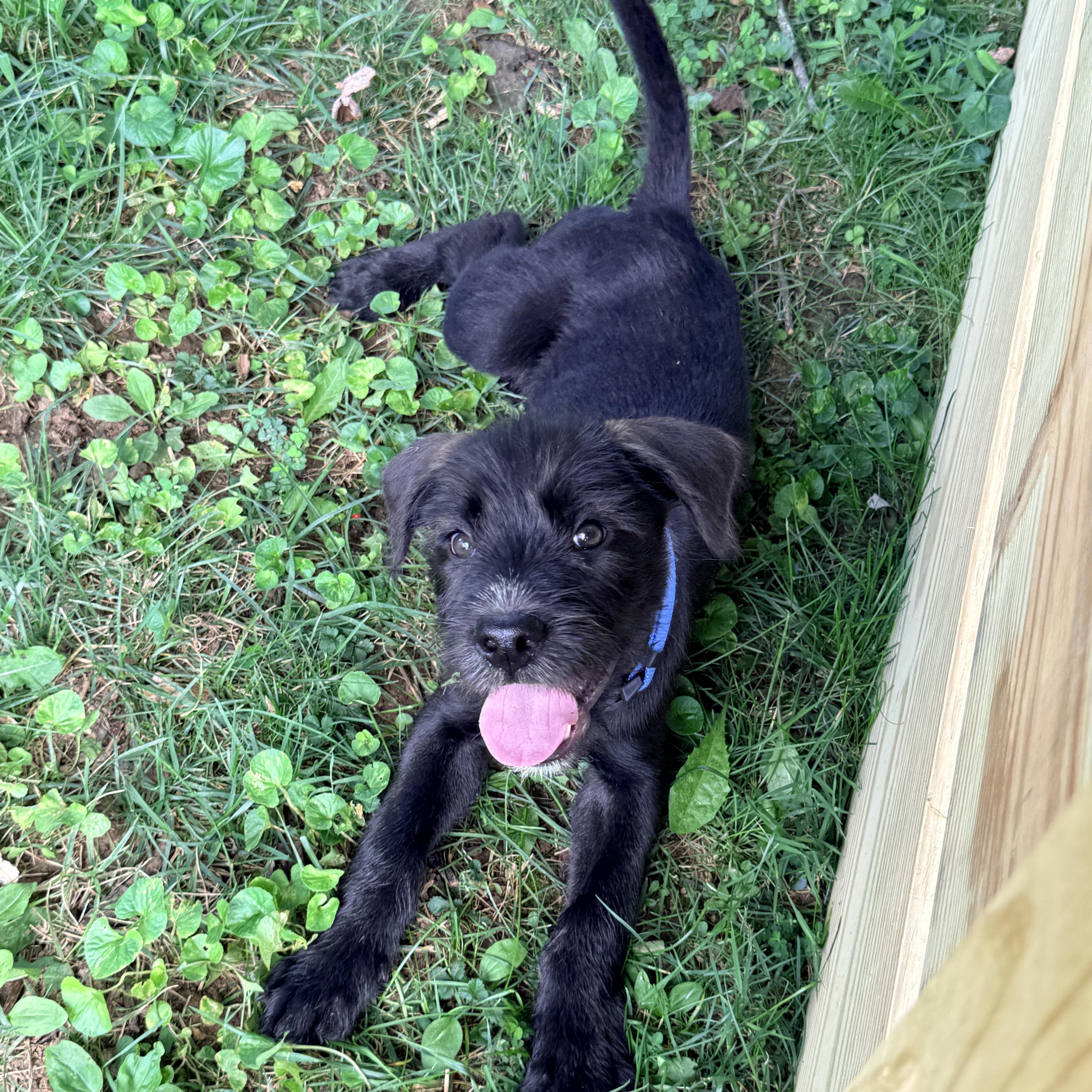 Tutuola, a ADOPTABLE mixed breed in Columbia, MD image 2/3