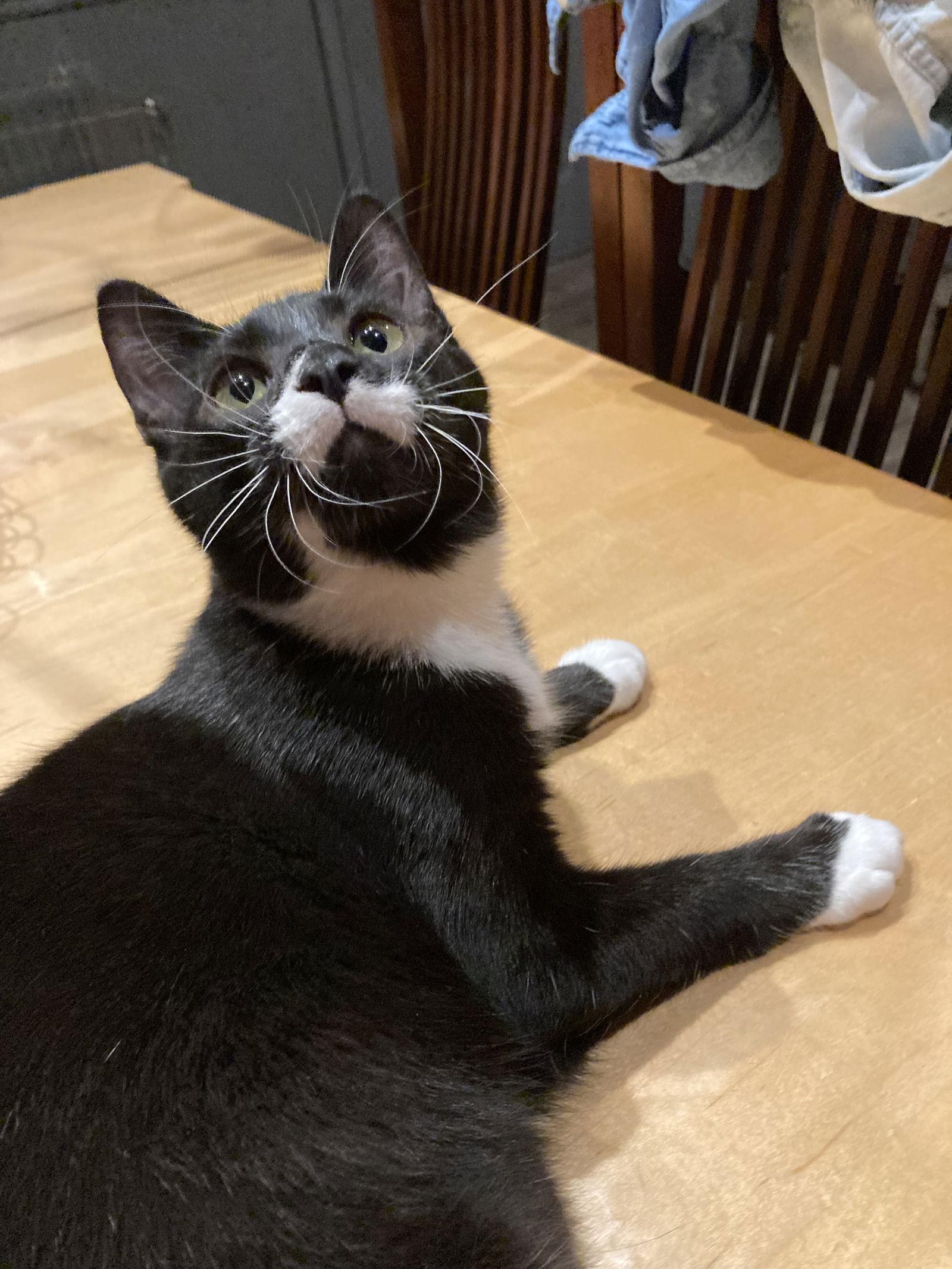 Jasper ( DM Napa Petco)), Adopted, Kitten Male Tuxedo.