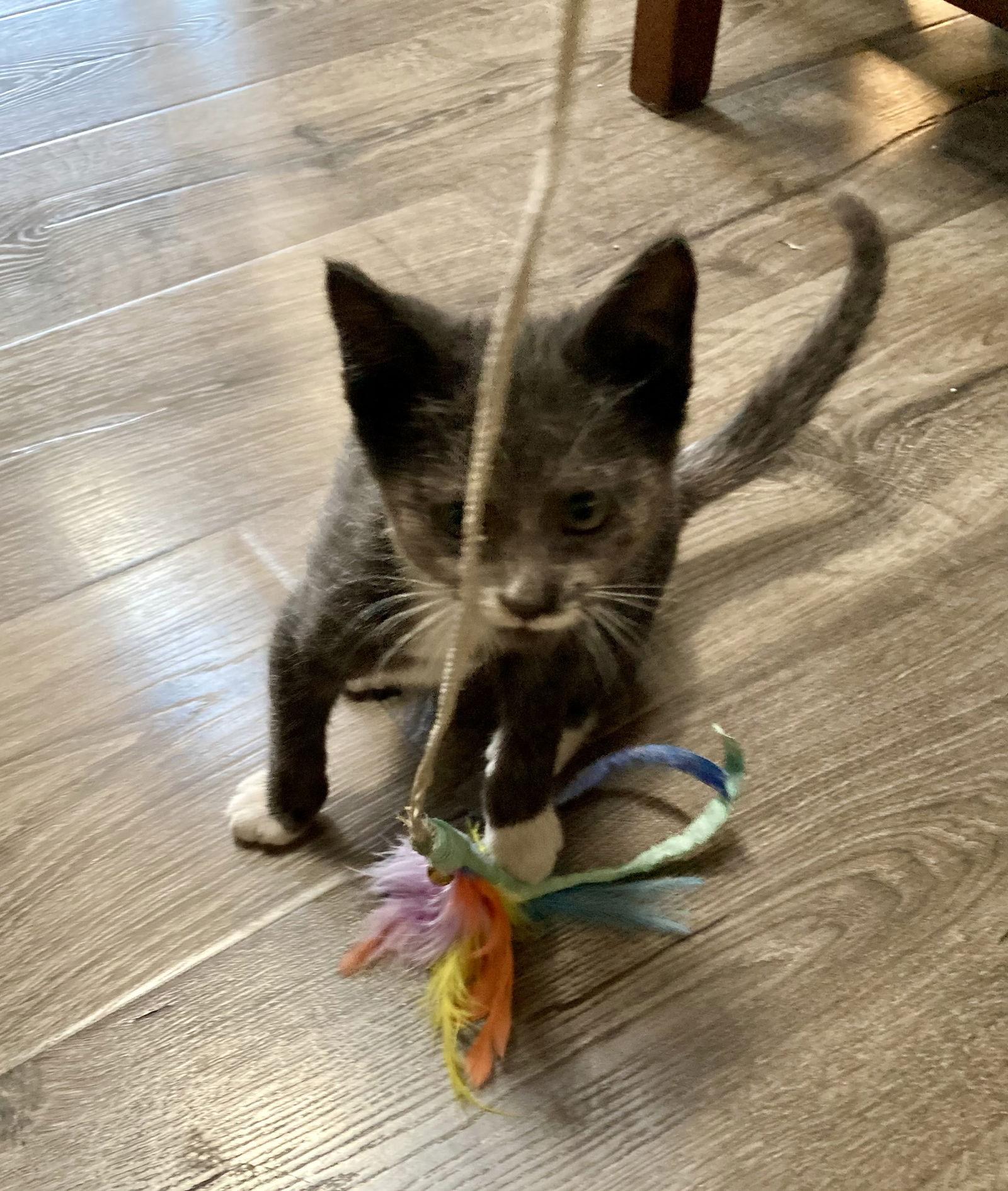 Jasper ( DM Napa Petco)), a Adopted Tuxedo image 2/3