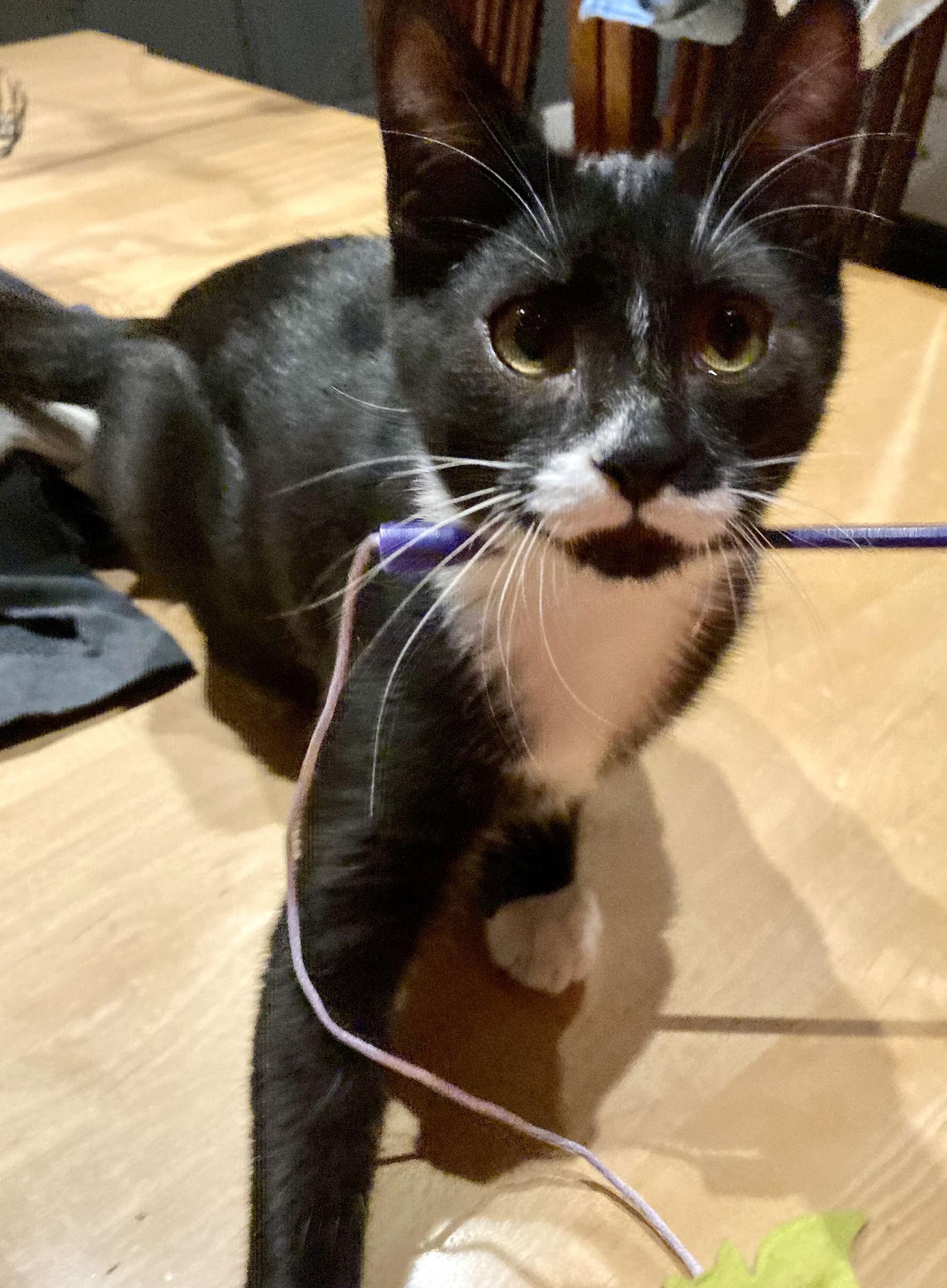 Jasper ( DM Napa Petco)), a Adopted Tuxedo image 3/3