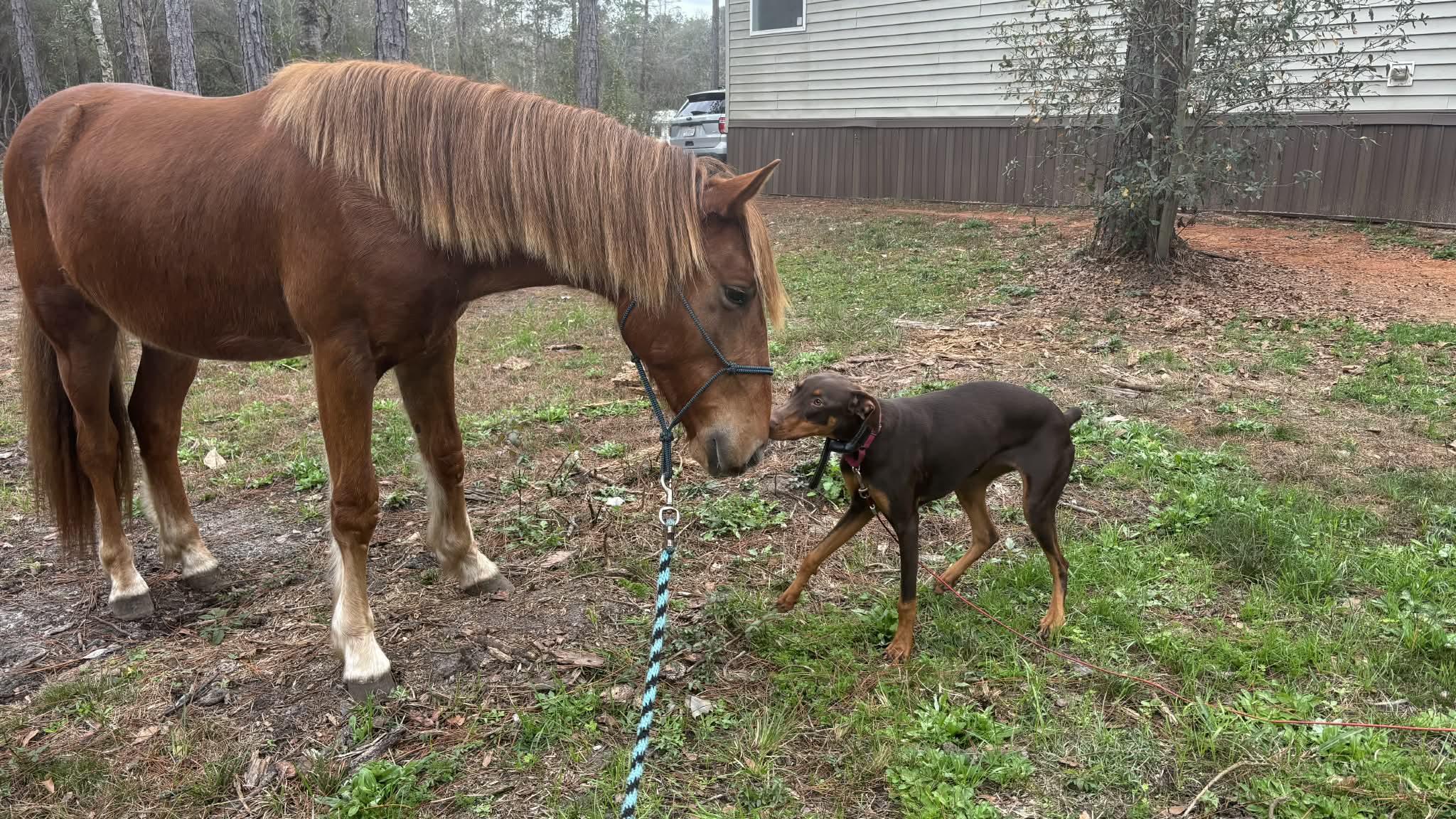 Enlarge Rysk VIDEO. (So sweet!!), a Adoptable mixed breed in Mt laurel Township, NJ image 3/5