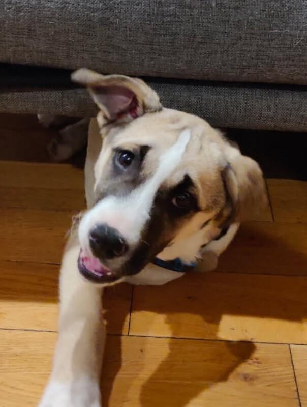 Rolo, Adoptable, Puppy Male Boxer & American Staffordshire Terrier.