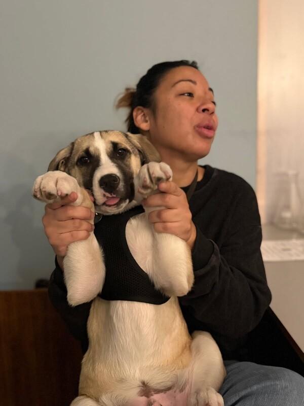 Rolo, a Adoptable mixed breed in Van Nuys, CA image 2/6