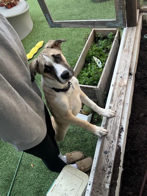 Rolo, a Adoptable mixed breed in Van Nuys, CA image 3/6