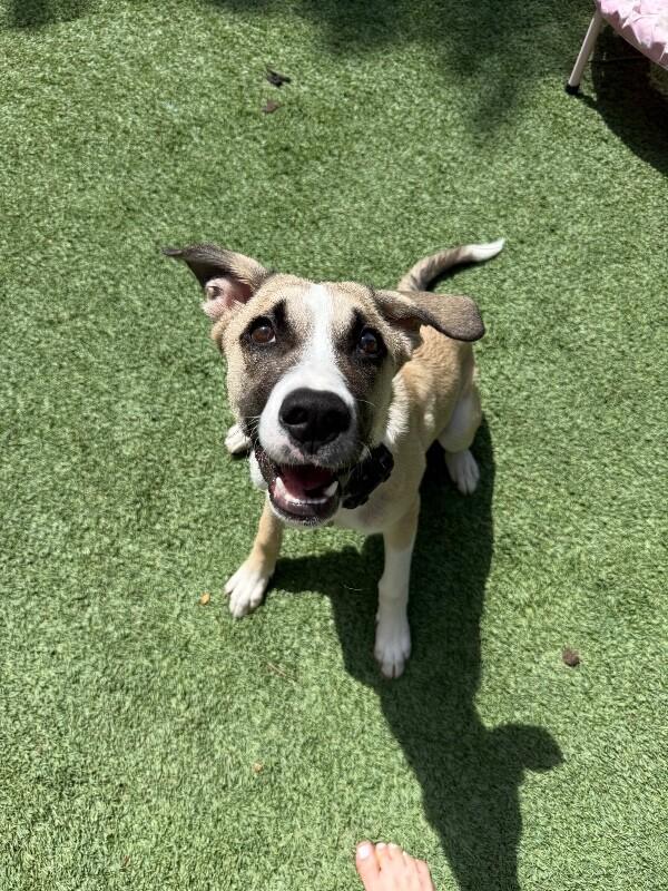 Enlarge Rolo, a Adoptable mixed breed in Van Nuys, CA image 3/6