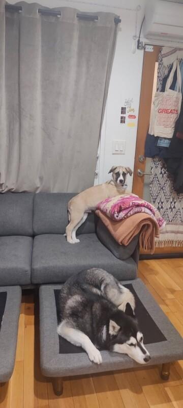 Rolo, a Adoptable mixed breed in Van Nuys, CA image 4/6