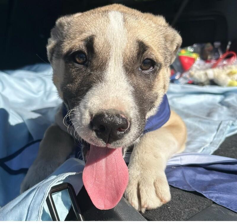 Rolo, a Adoptable mixed breed in Van Nuys, CA image 5/6