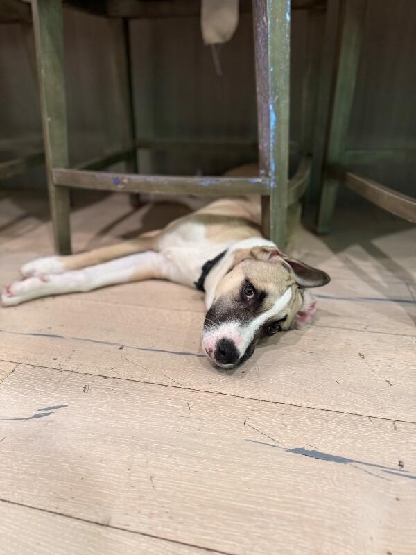 Rolo, a Adoptable mixed breed in Van Nuys, CA image 6/6