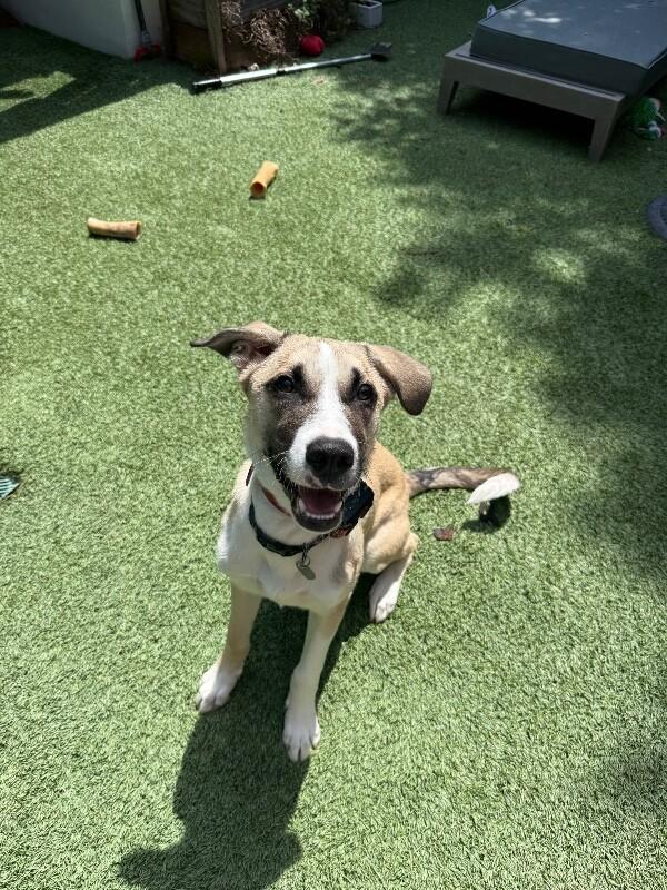 Enlarge Rolo, a Adoptable mixed breed in Van Nuys, CA image 5/6