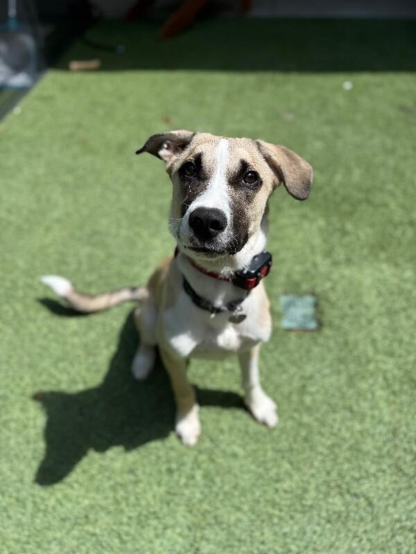 Enlarge Rolo, a Adoptable mixed breed in Van Nuys, CA image 6/6