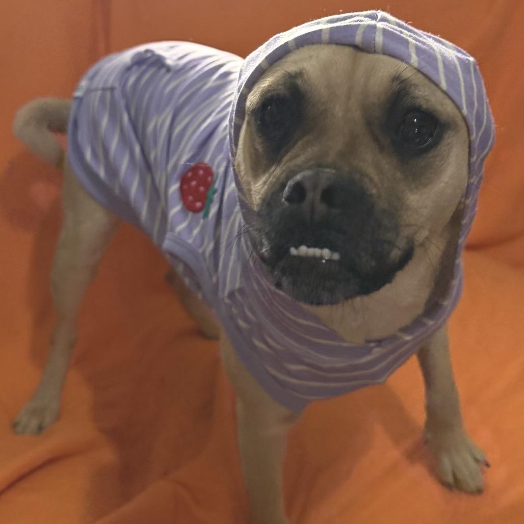 Rosie, Adoptable, Young Female Pug & Mixed Breed.
