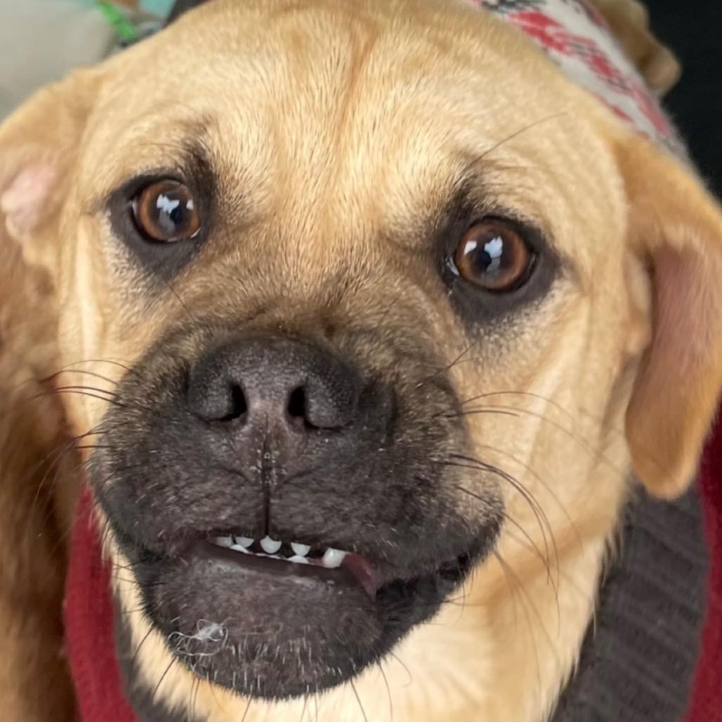 Enlarge Rosie, a Adoptable mixed breed in Farmersville, OH image 3/6