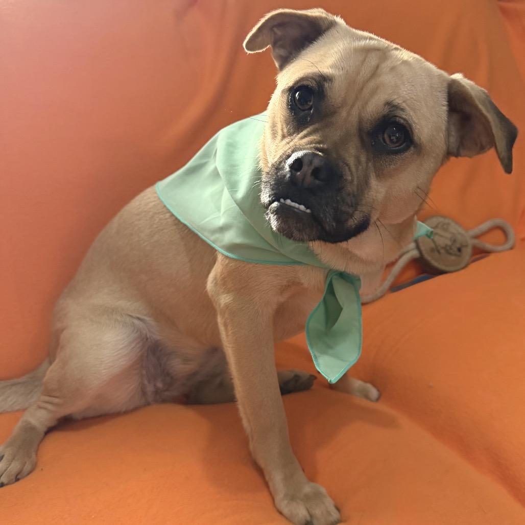 Enlarge Rosie, a Adoptable mixed breed in Farmersville, OH image 4/6