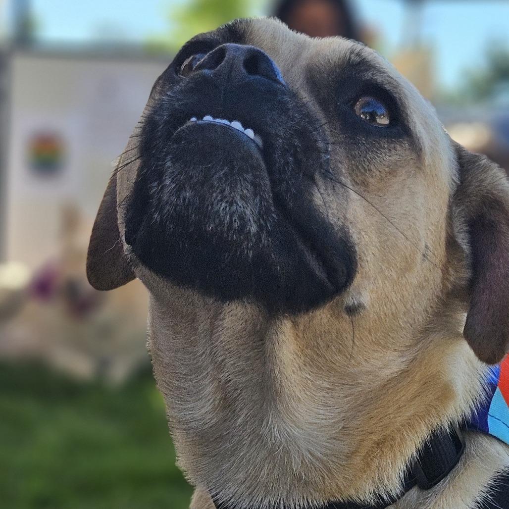 Enlarge Rosie, a Adoptable mixed breed in Farmersville, OH image 4/6
