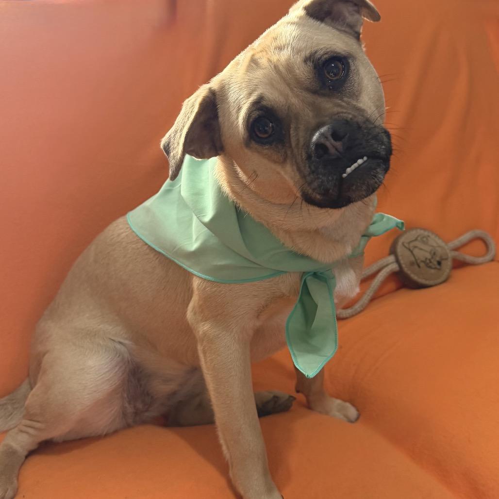 Enlarge Rosie, a Adoptable mixed breed in Farmersville, OH image 5/6