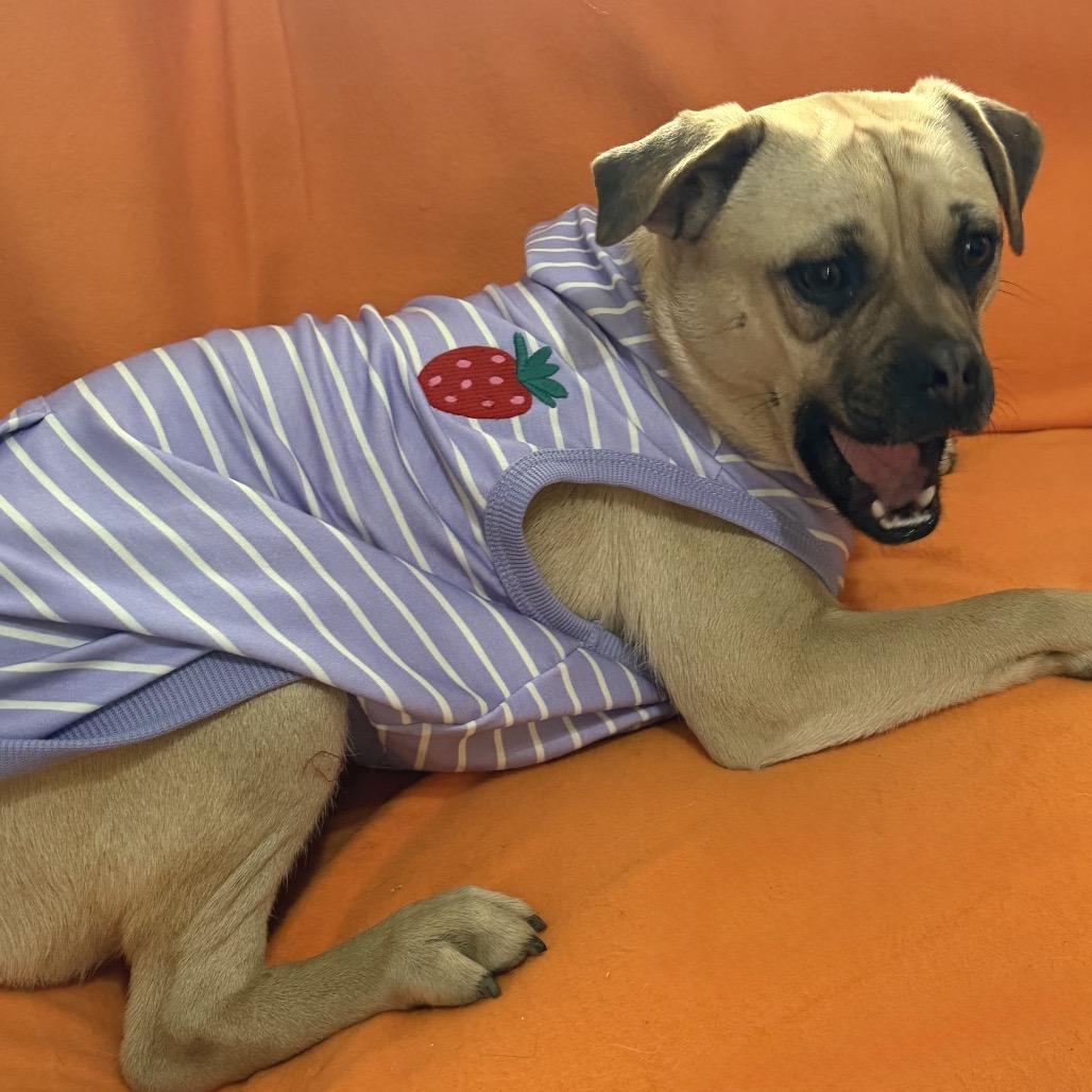 Enlarge Rosie, a Adoptable mixed breed in Farmersville, OH image 6/6