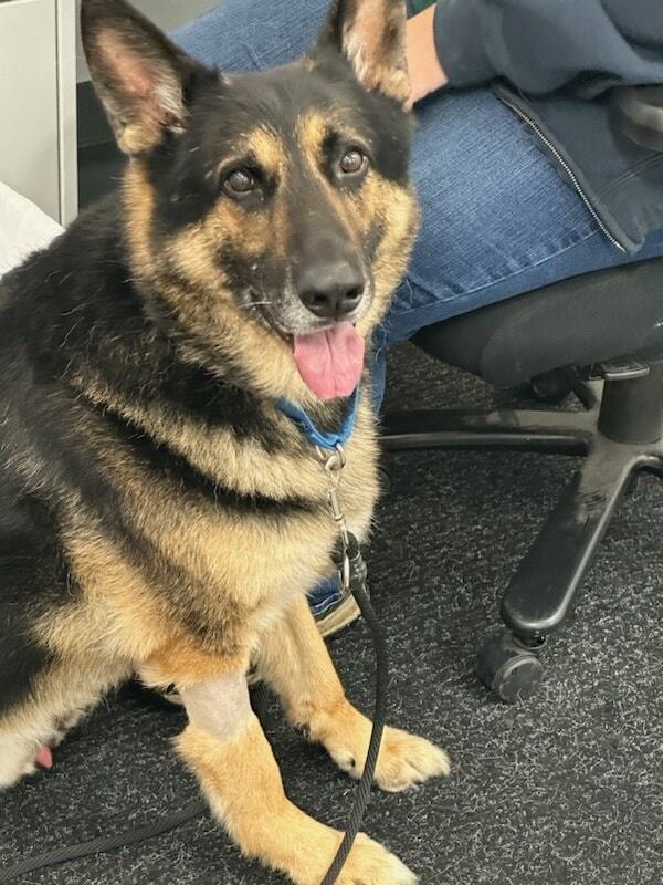 Mater, a Adopted German Shepherd Dog in Smithville, MO image 1/4