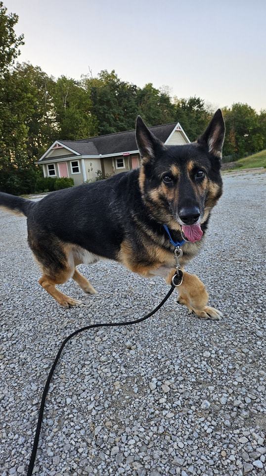 Mater, a Adopted German Shepherd Dog in Smithville, MO image 2/4