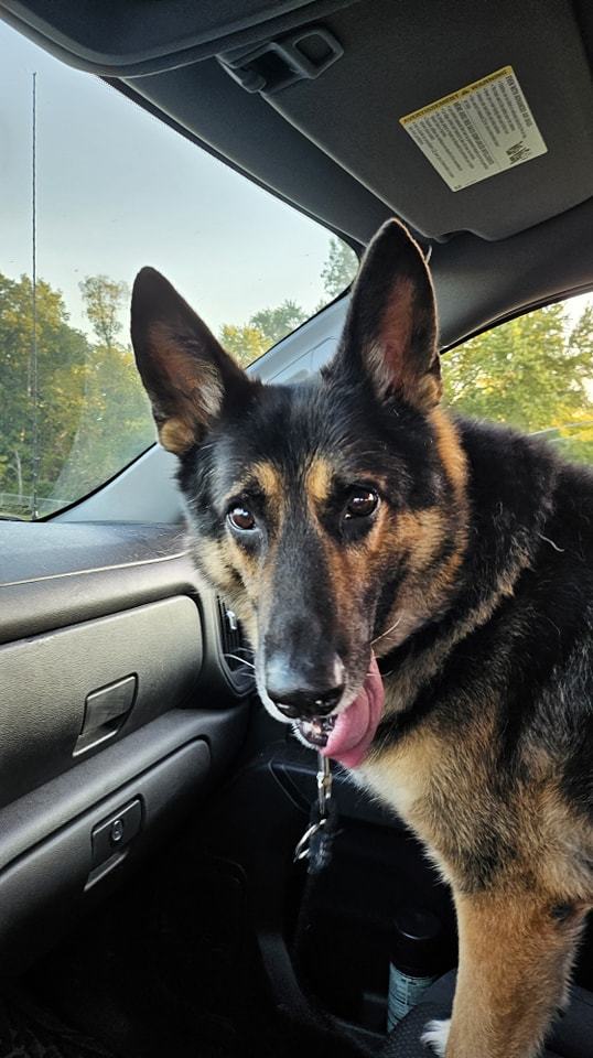 Mater, a Adopted German Shepherd Dog in Smithville, MO image 3/4