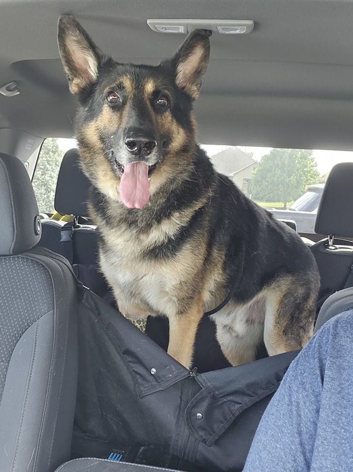 Mater, a Adopted German Shepherd Dog in Smithville, MO image 4/4
