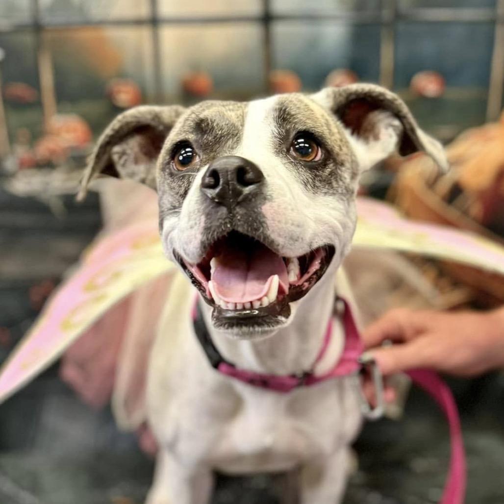 Jami, a Adoptable Pit Bull Terrier in Wichita, KS image 1/4