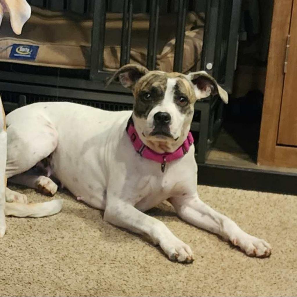 Jami, a Adoptable Pit Bull Terrier in Wichita, KS image 2/4