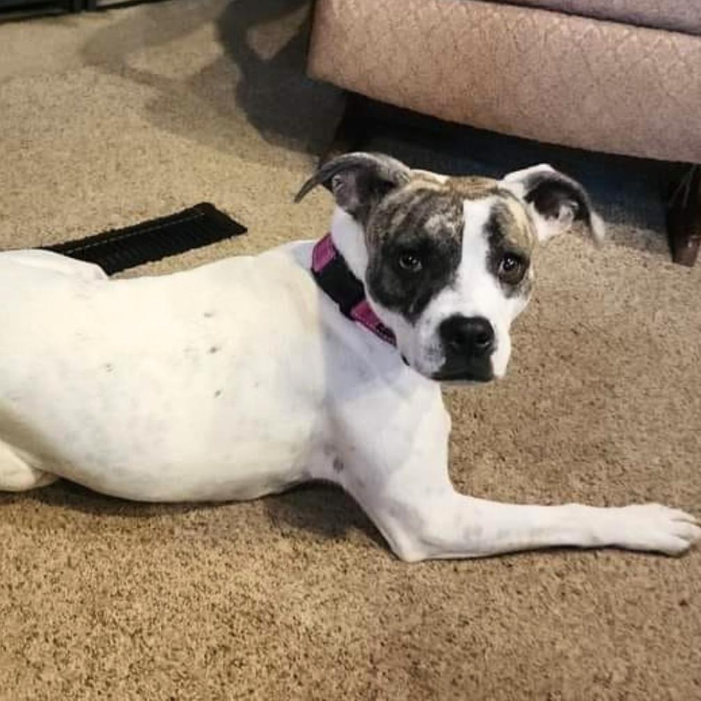 Jami, a Adoptable Pit Bull Terrier in Wichita, KS image 3/4