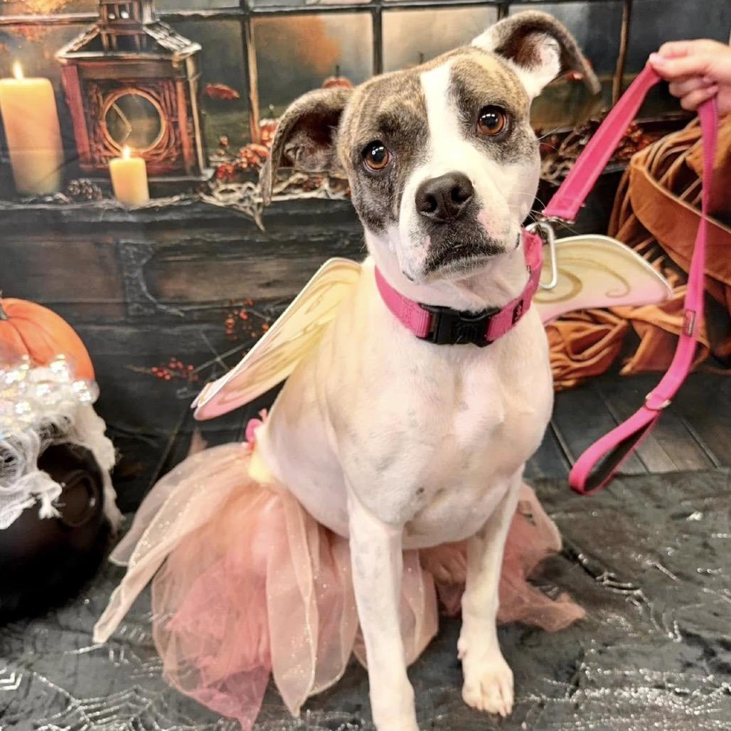 Jami, a Adoptable Pit Bull Terrier in Wichita, KS image 4/4