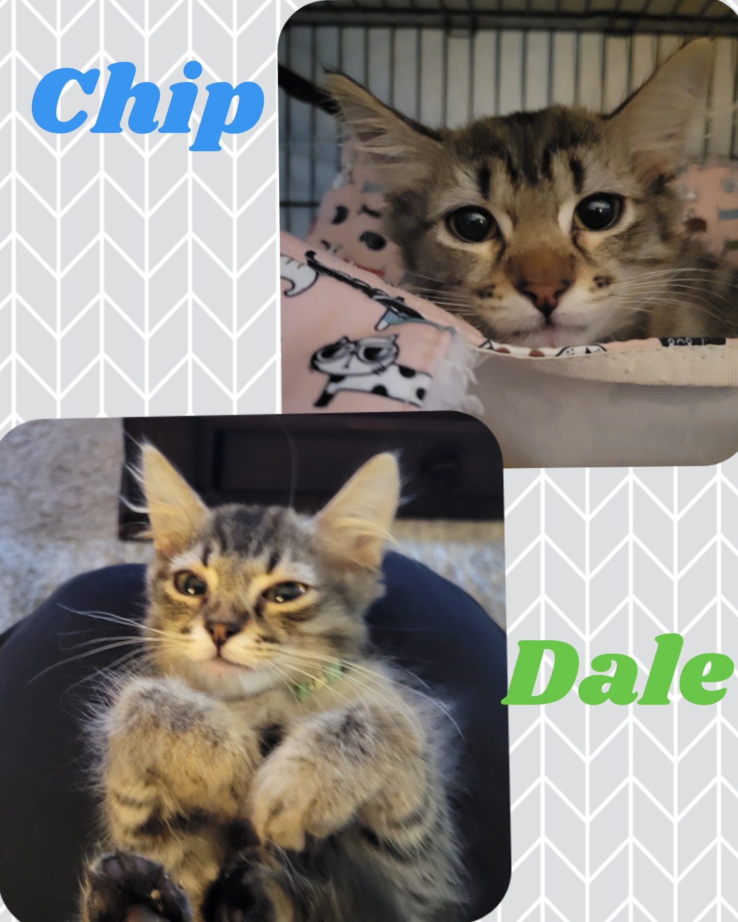 Dale, Adopted, Young Male Domestic Medium Hair.