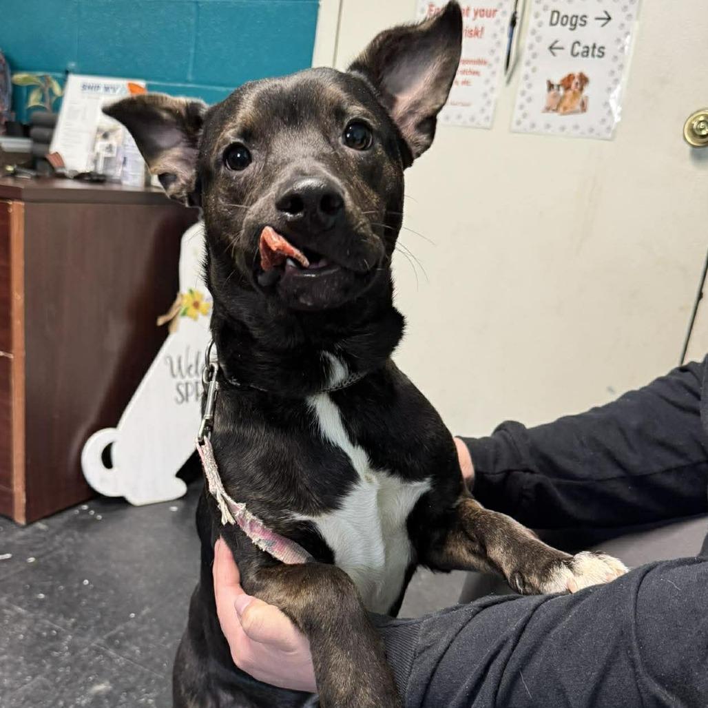 Juice, Adoptable, Young Male Jack Russell Terrier & Mixed Breed.
