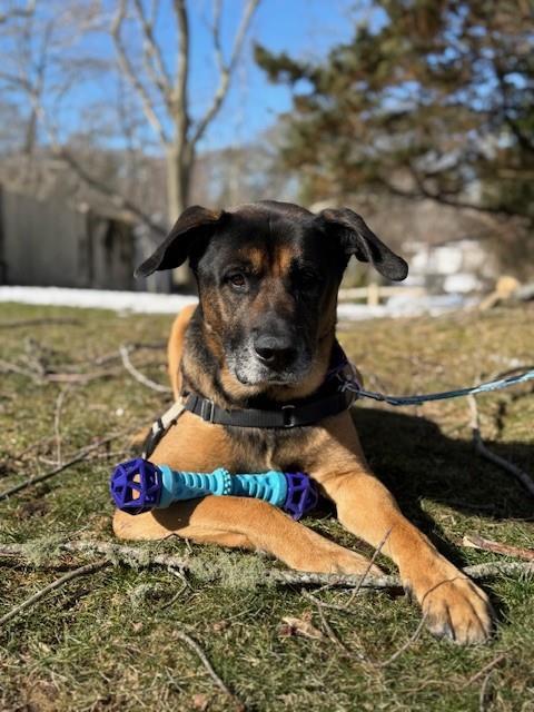 TREY, Adoptable, Adult Male German Shepherd Dog & Mixed Breed.