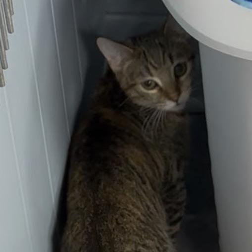 Enlarge Flannery, a Adoptable Domestic Short Hair in Pleasant Hill, MO image 1/1