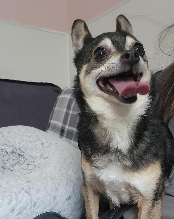 Enlarge Chika, a Adoptable mixed breed in Trenton, ME image 1/1