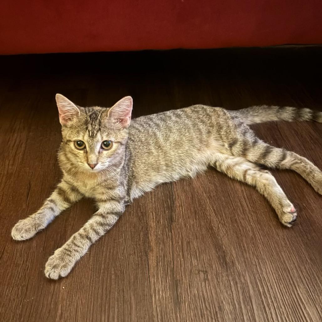 Enlarge Firefly, a Adoptable Domestic Short Hair in Waco, TX image 1/2