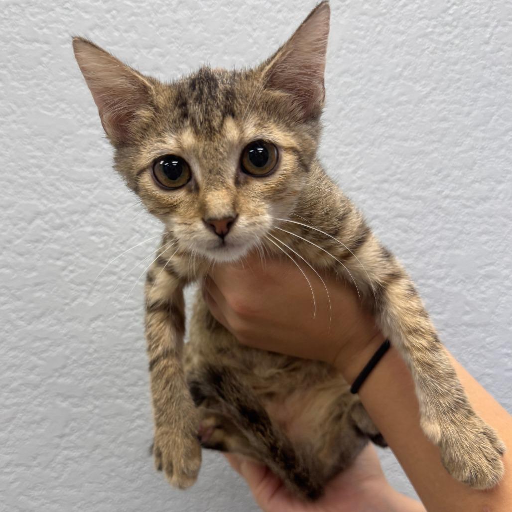 Enlarge Firefly, a Adoptable Domestic Short Hair in Waco, TX image 2/2