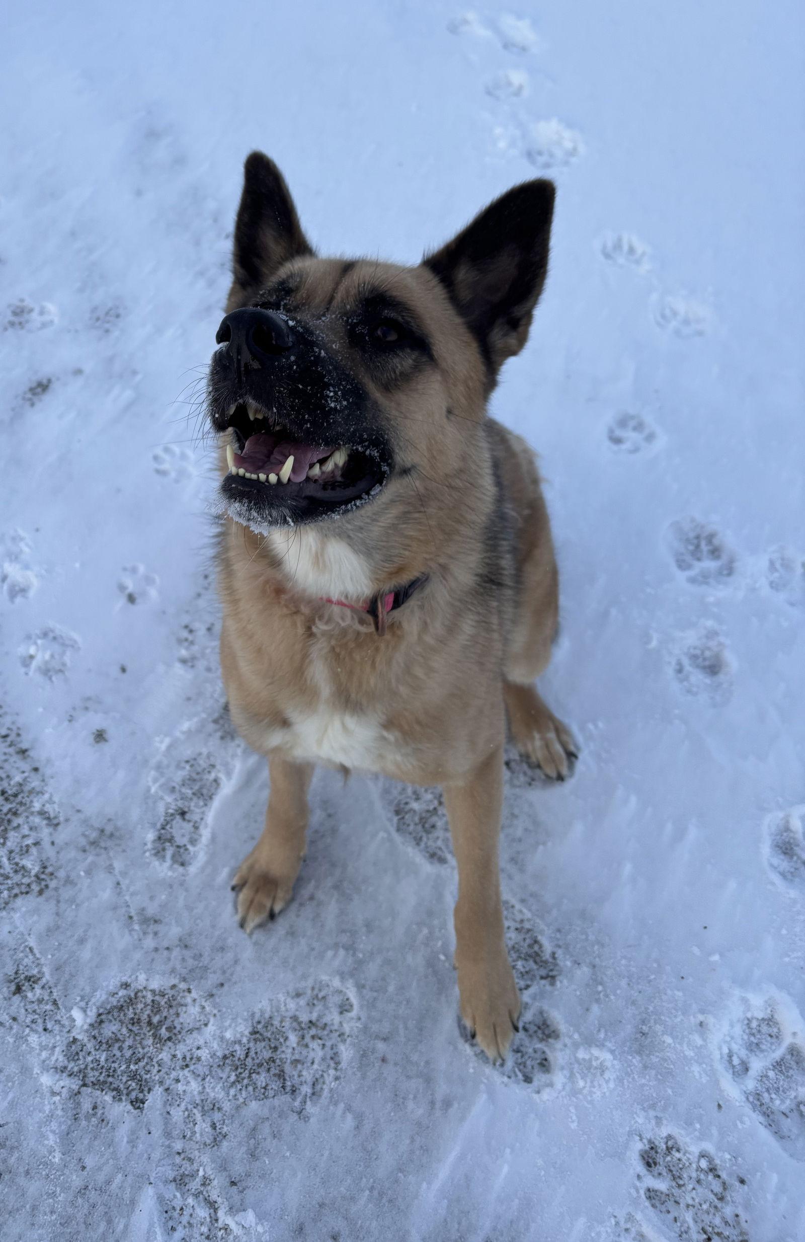 Enlarge Gaia, a Adoptable mixed breed in London, ON image 2/3