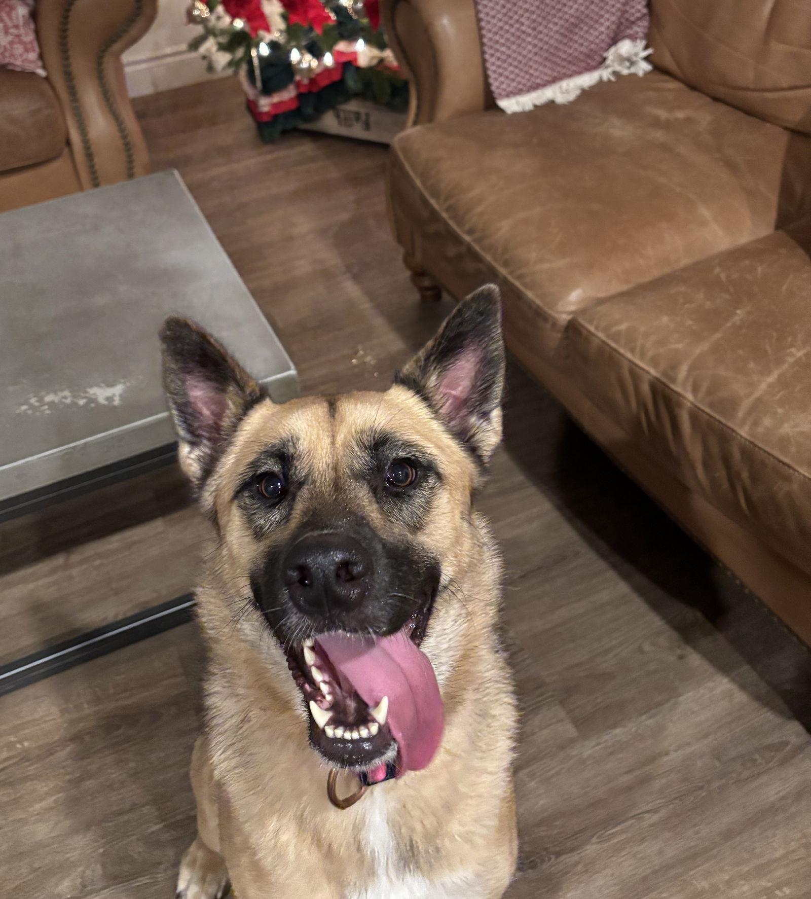 Enlarge Gaia, a Adoptable mixed breed in London, ON image 3/3