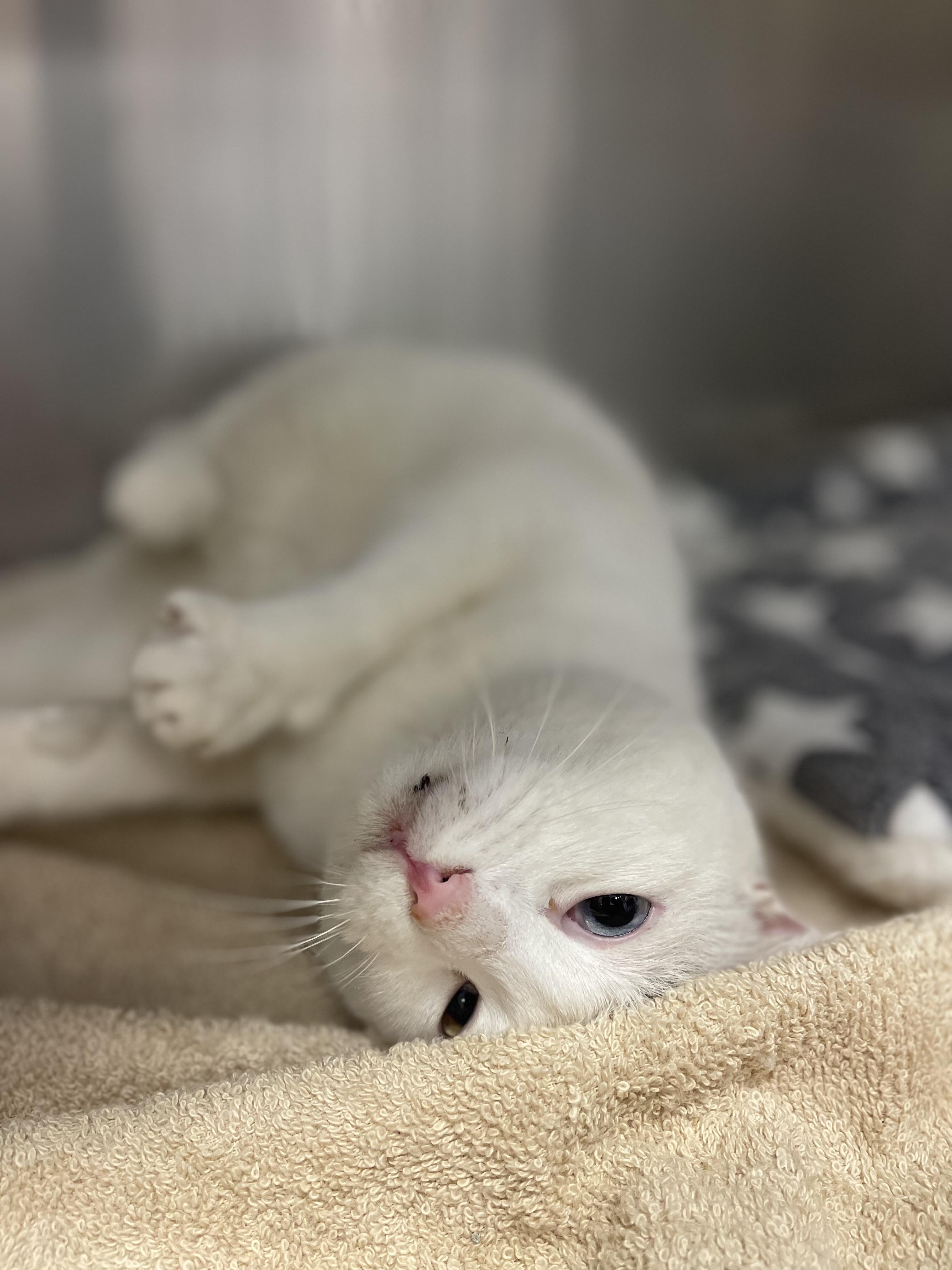 Enlarge Akira, a ADOPTABLE Domestic Short Hair in Voorhees, NJ image 2/4