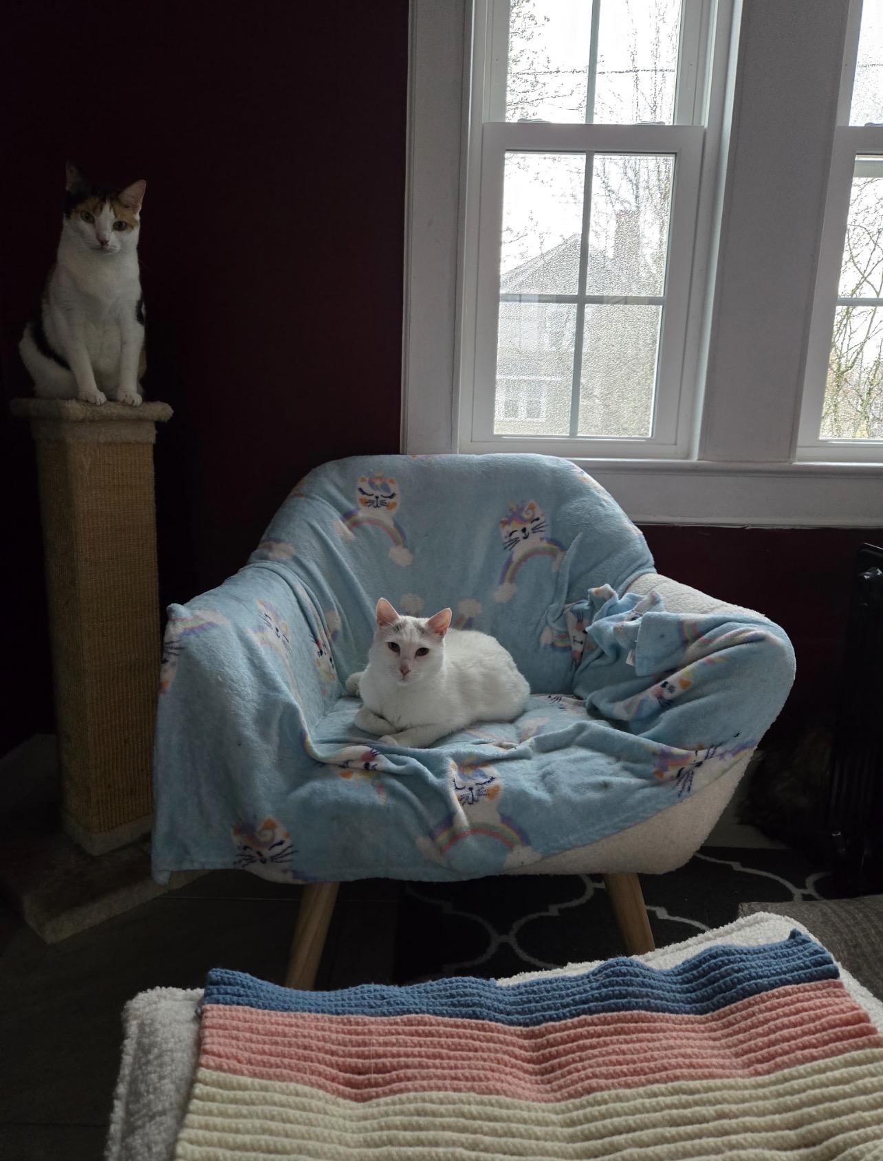 Enlarge Akira, a ADOPTABLE Domestic Short Hair in Voorhees, NJ image 4/4