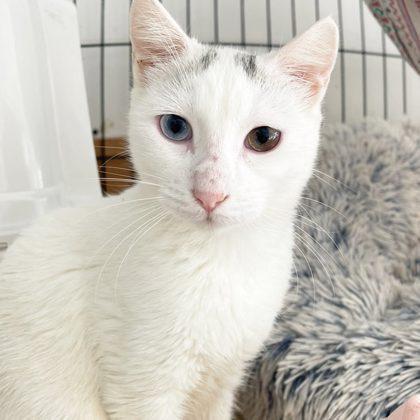 Enlarge Akira, a ADOPTABLE Domestic Short Hair in Voorhees, NJ image 1/1