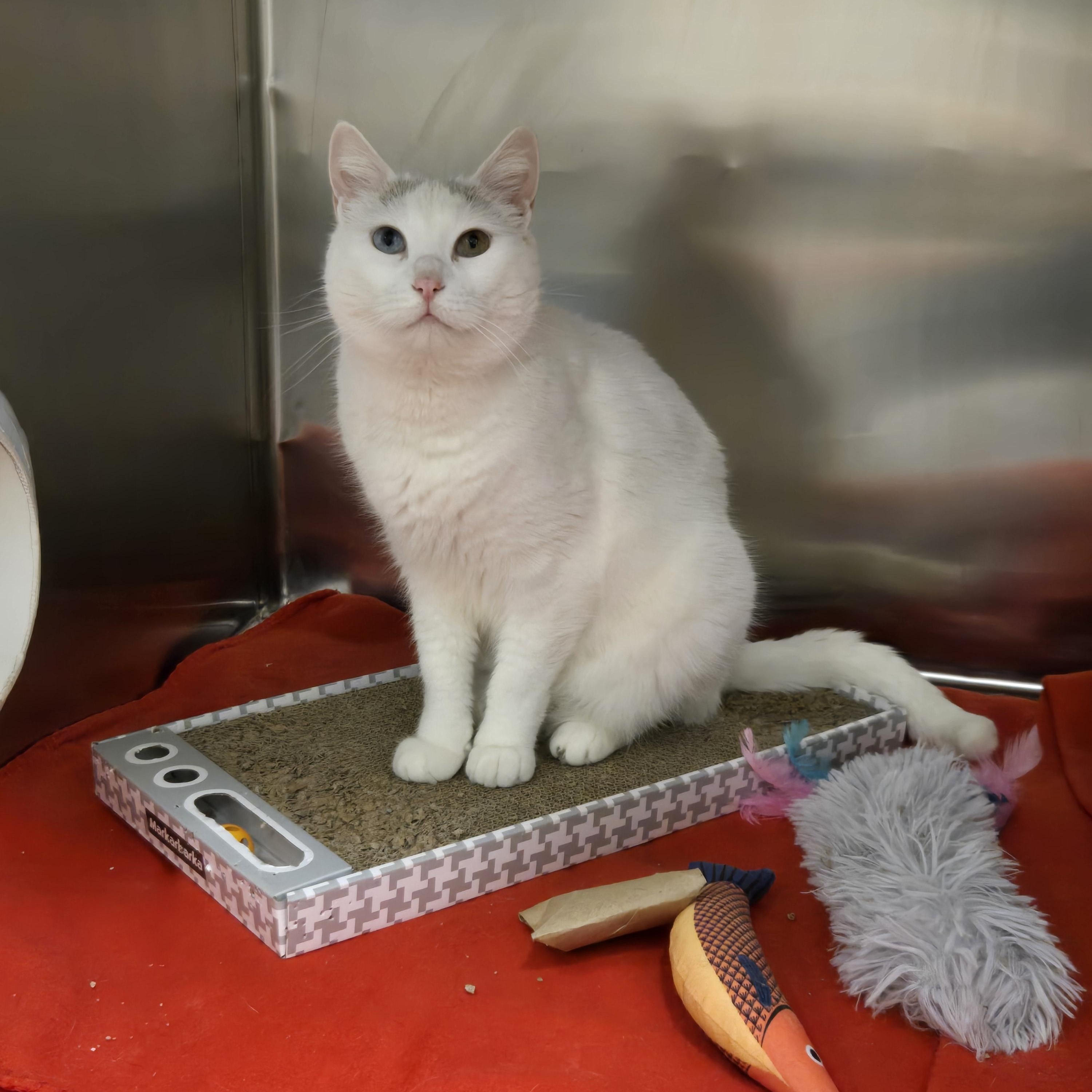 Akira, ADOPTABLE, Adult Female Domestic Short Hair.