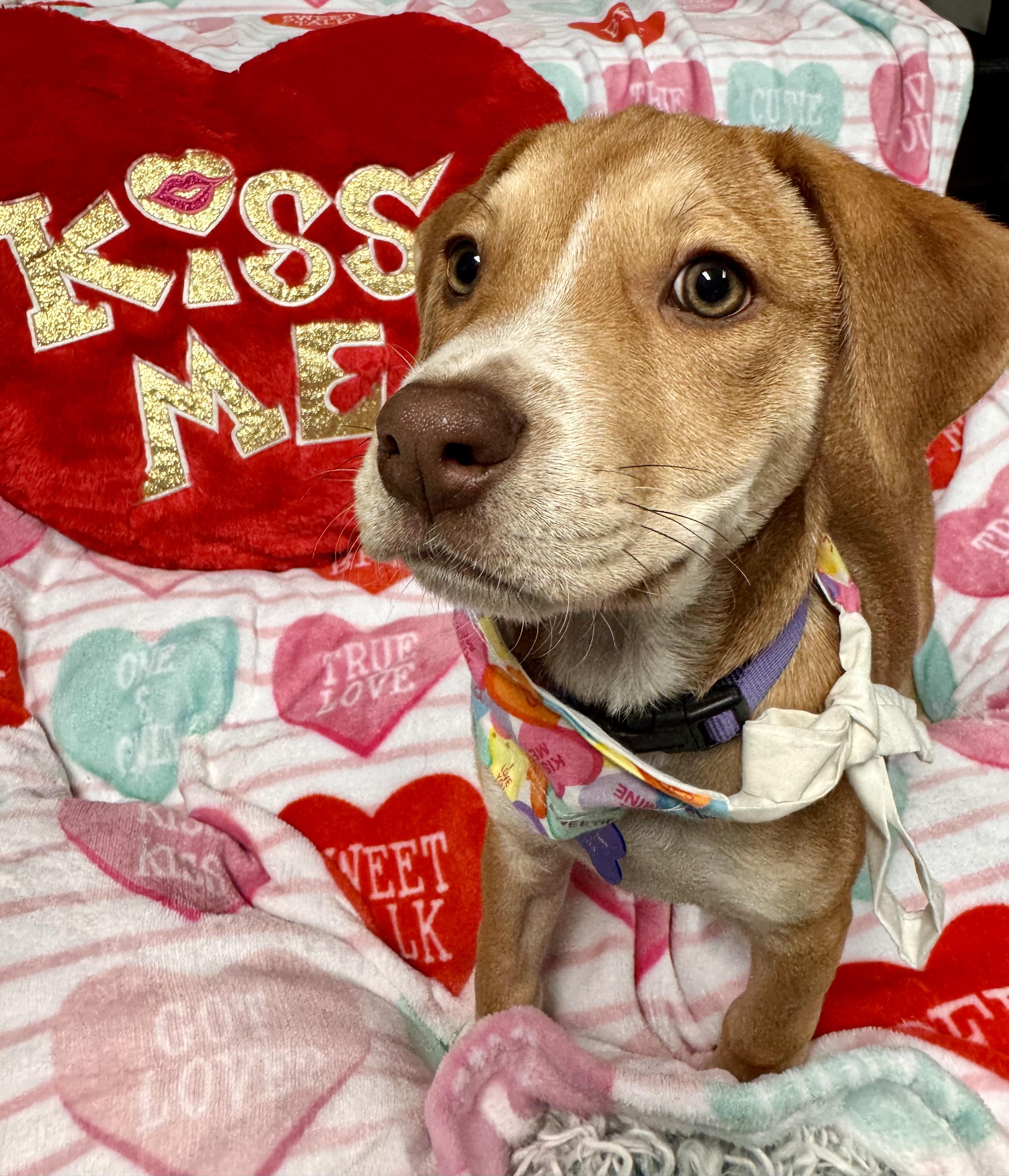 Betty Lou Who, ADOPTABLE, Puppy Female Shepherd & Australian Shepherd.